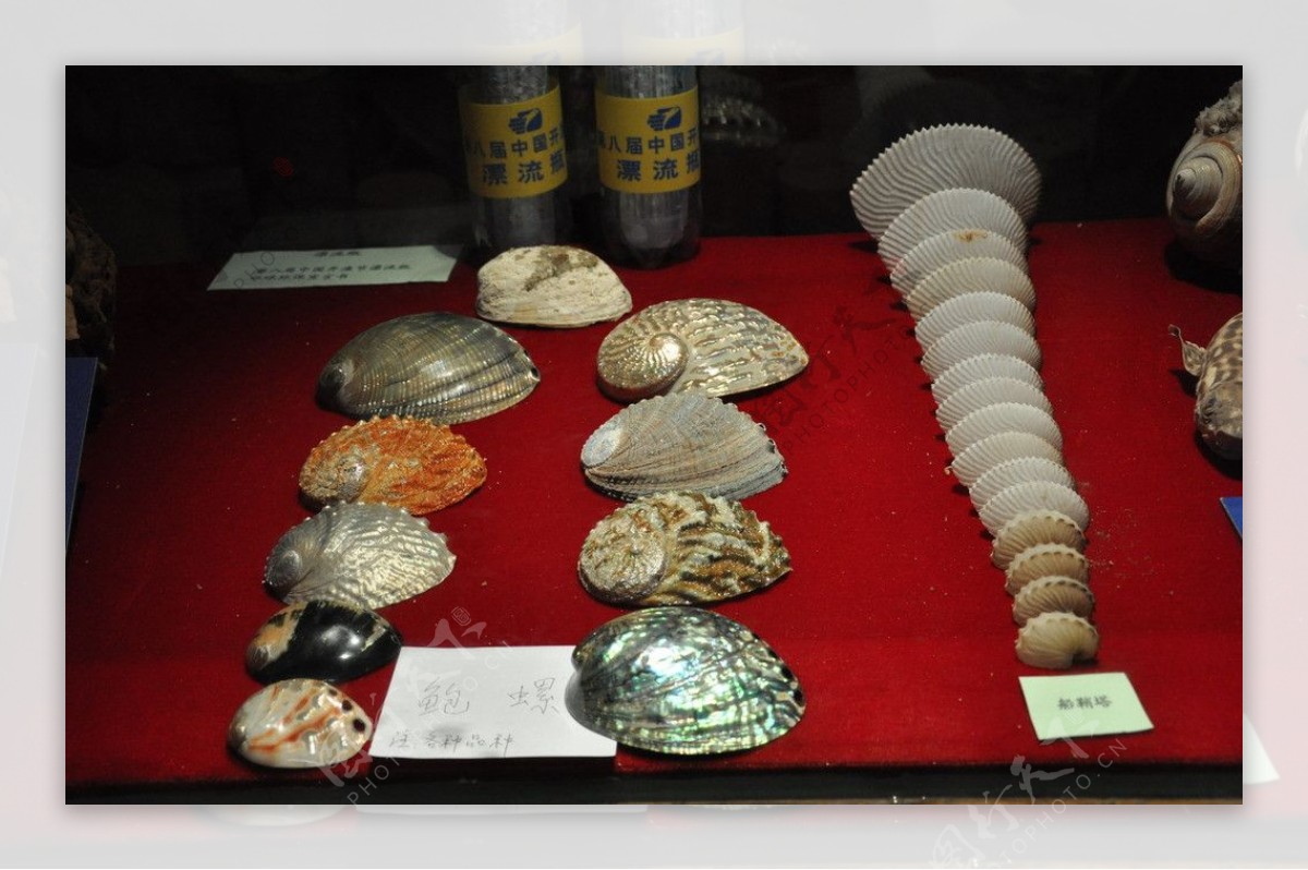 贝壳标本鲍螺图片