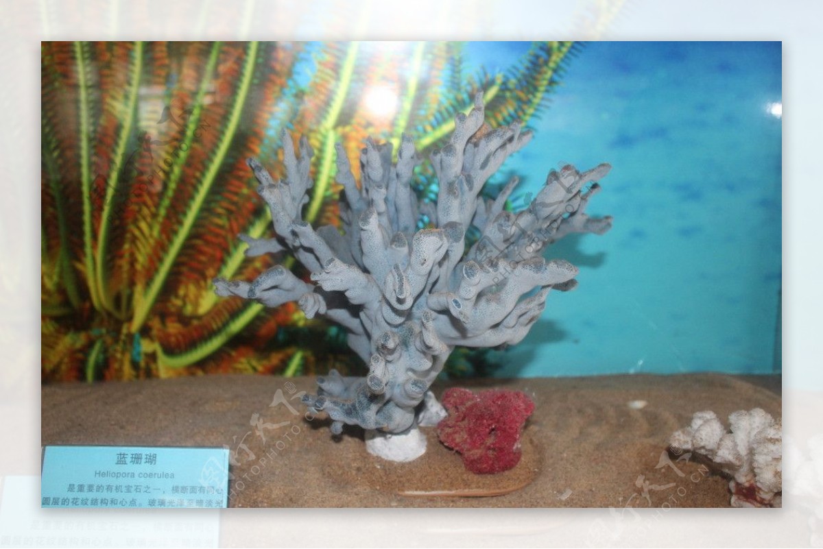蓝珊瑚图片