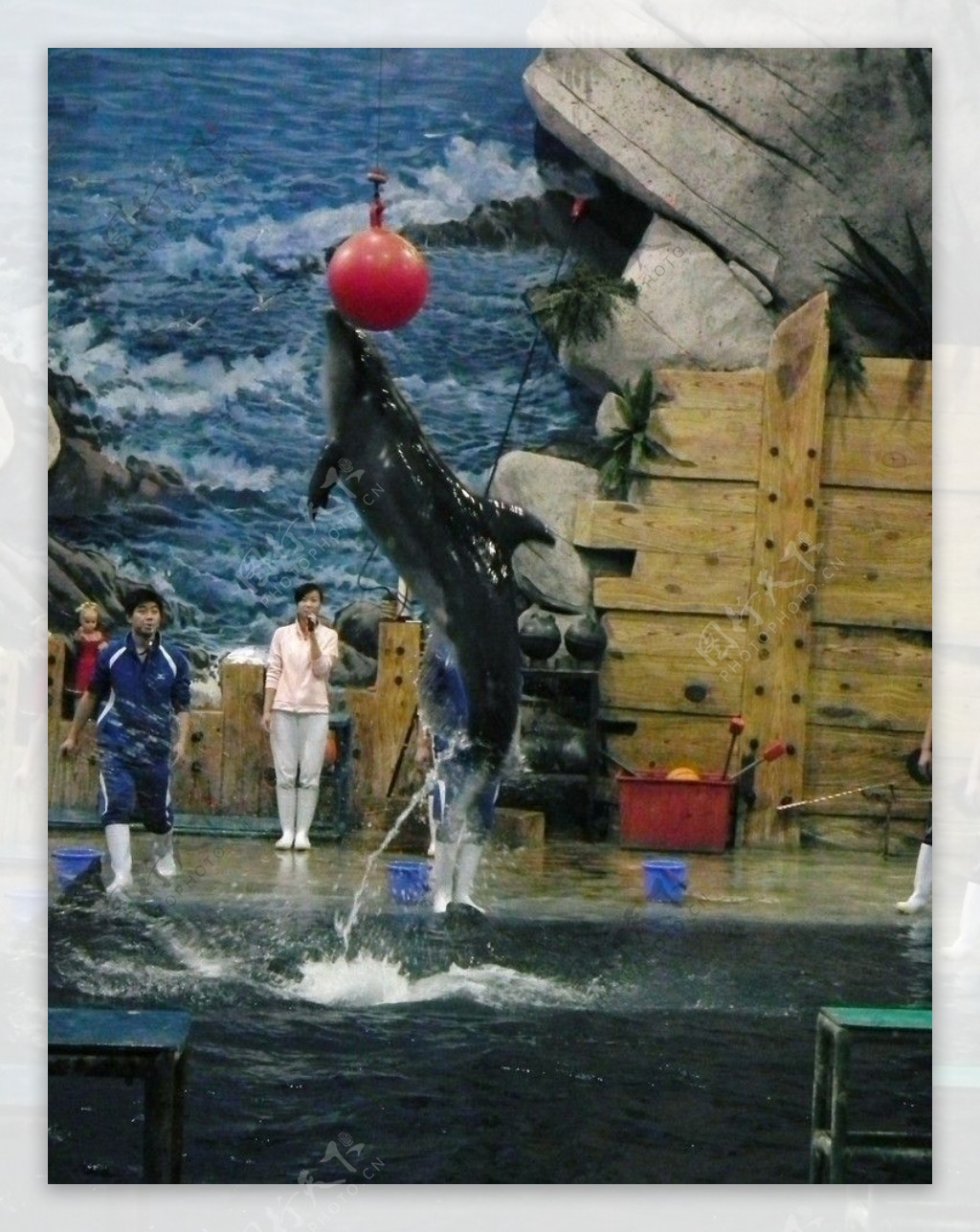 海豚顶球图片