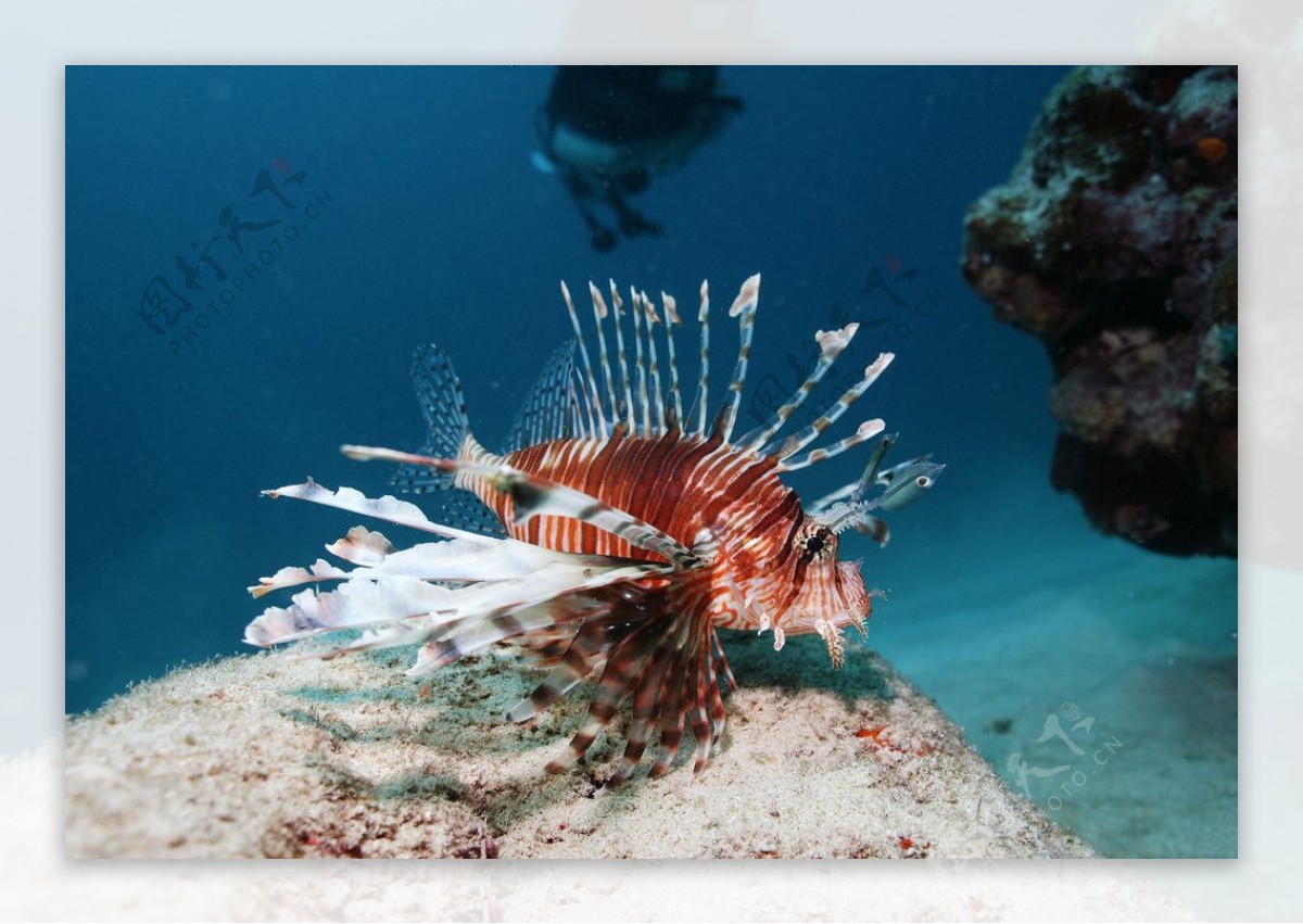 热带鱼海底世界彩色鱼珊瑚图片