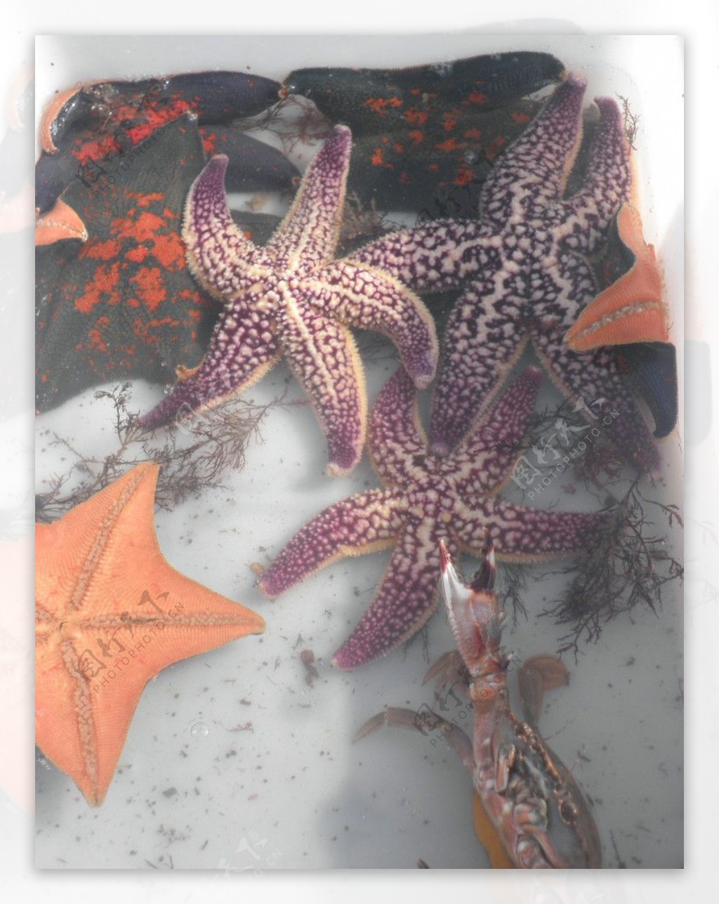 海星和小螃蟹图片