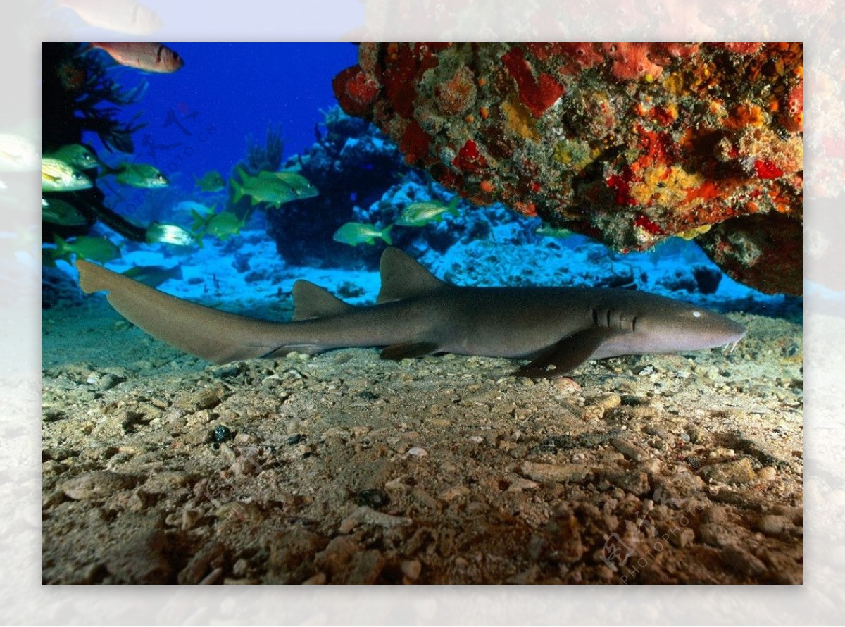 深海鱼海底景色图片
