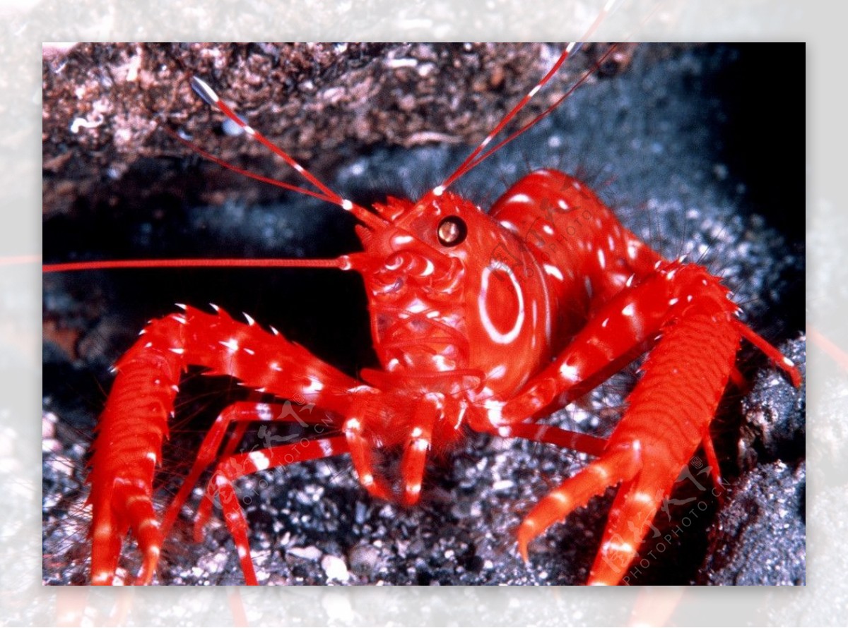 龙虾海底龙虾图片