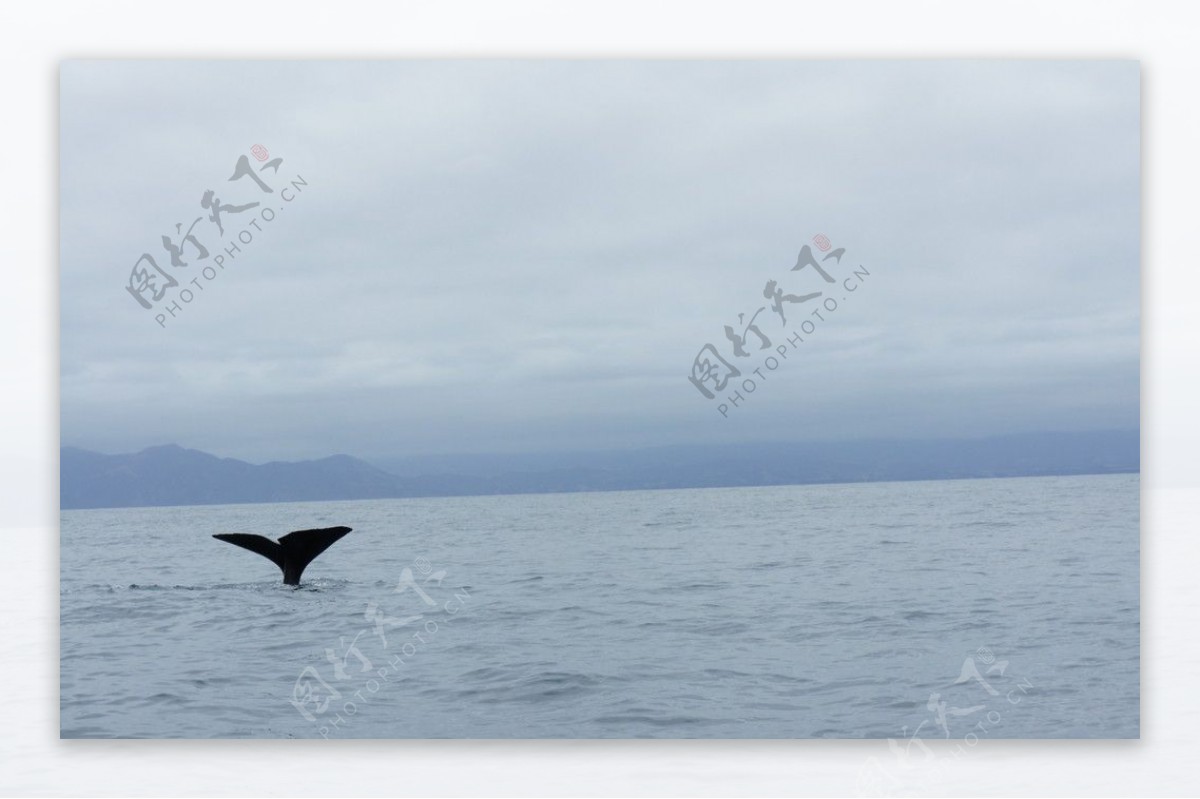 浙江象山抹香鲸顺利回归大海，今天我们来了解一下抹香鲸🐋 - 知乎