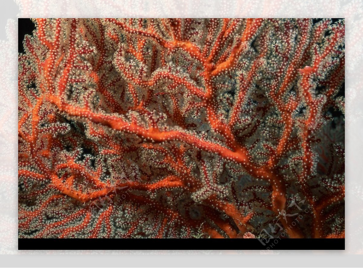 紅珊瑚图片