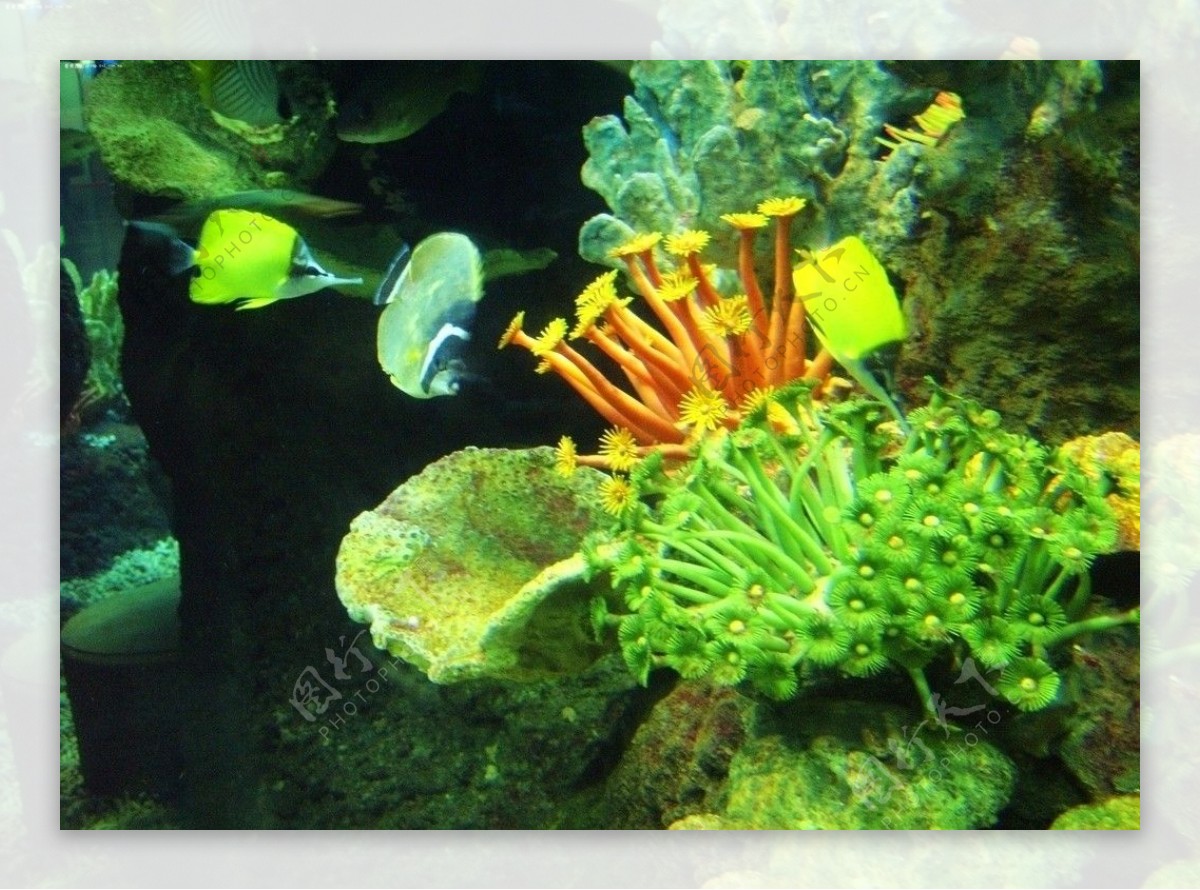 美丽珊瑚礁图片