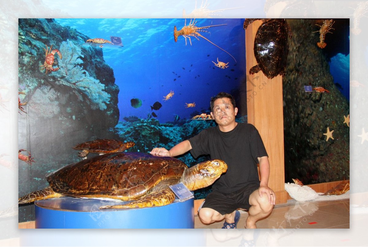 巨型海龟图片