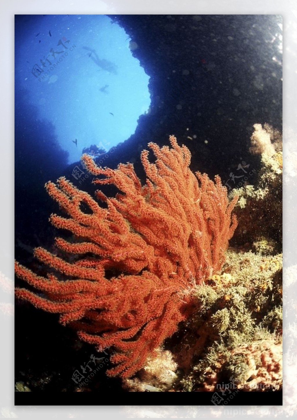 珊瑚树图片
