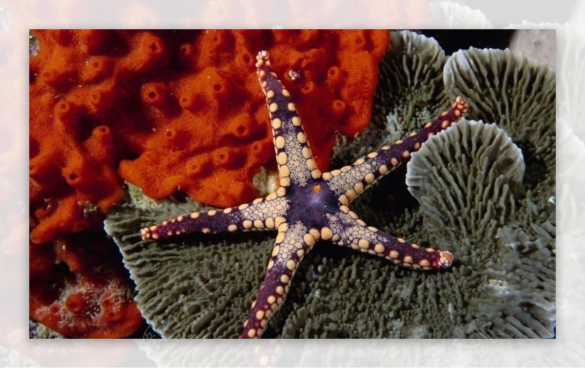 海星海葵图片