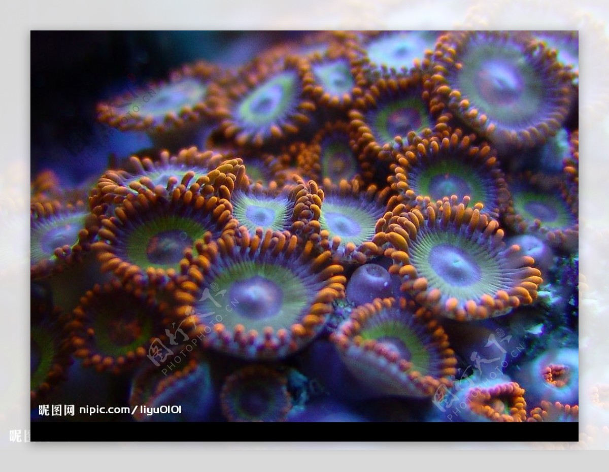 纽扣珊瑚图片