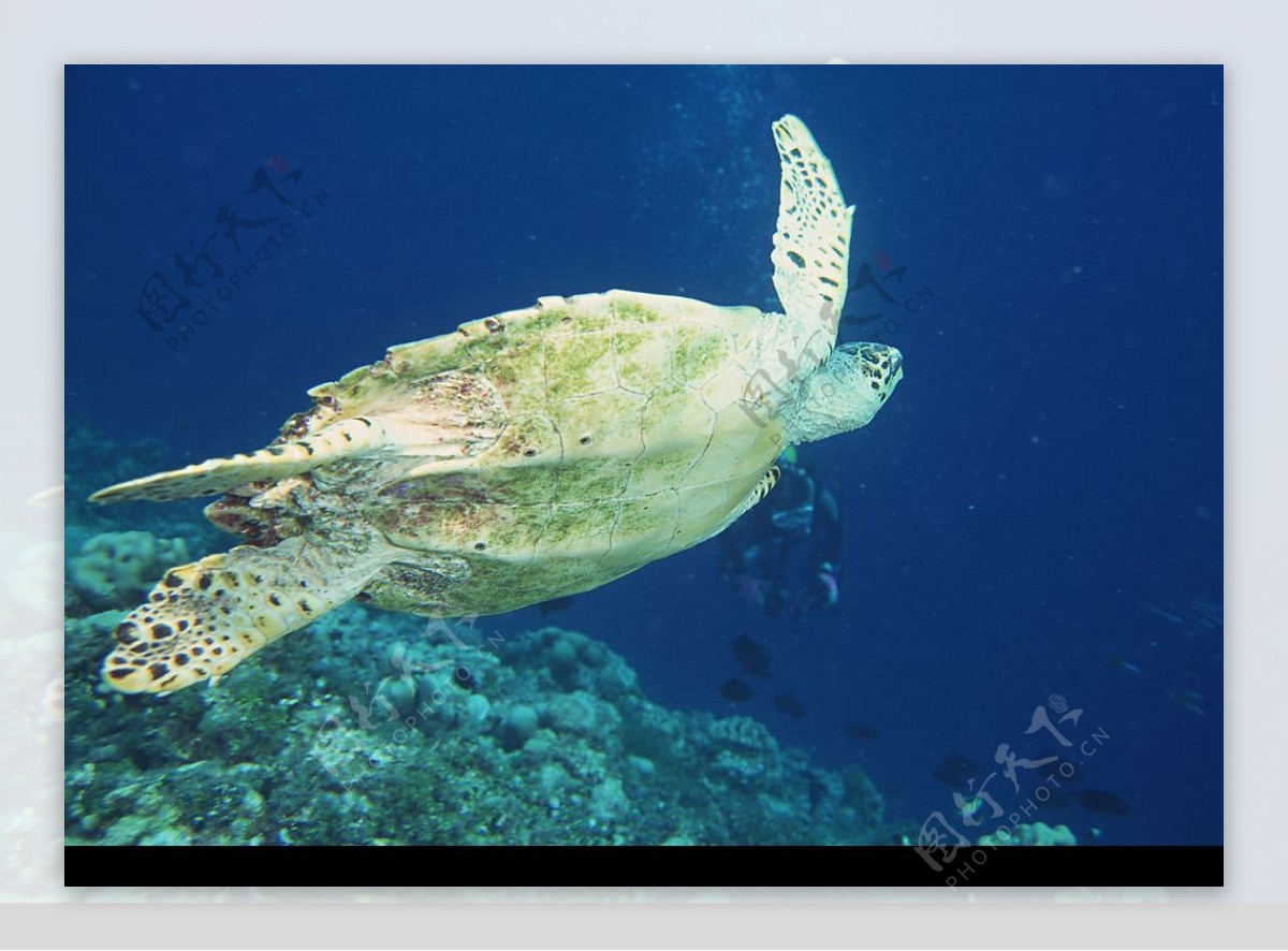 海洋生物海龟图片