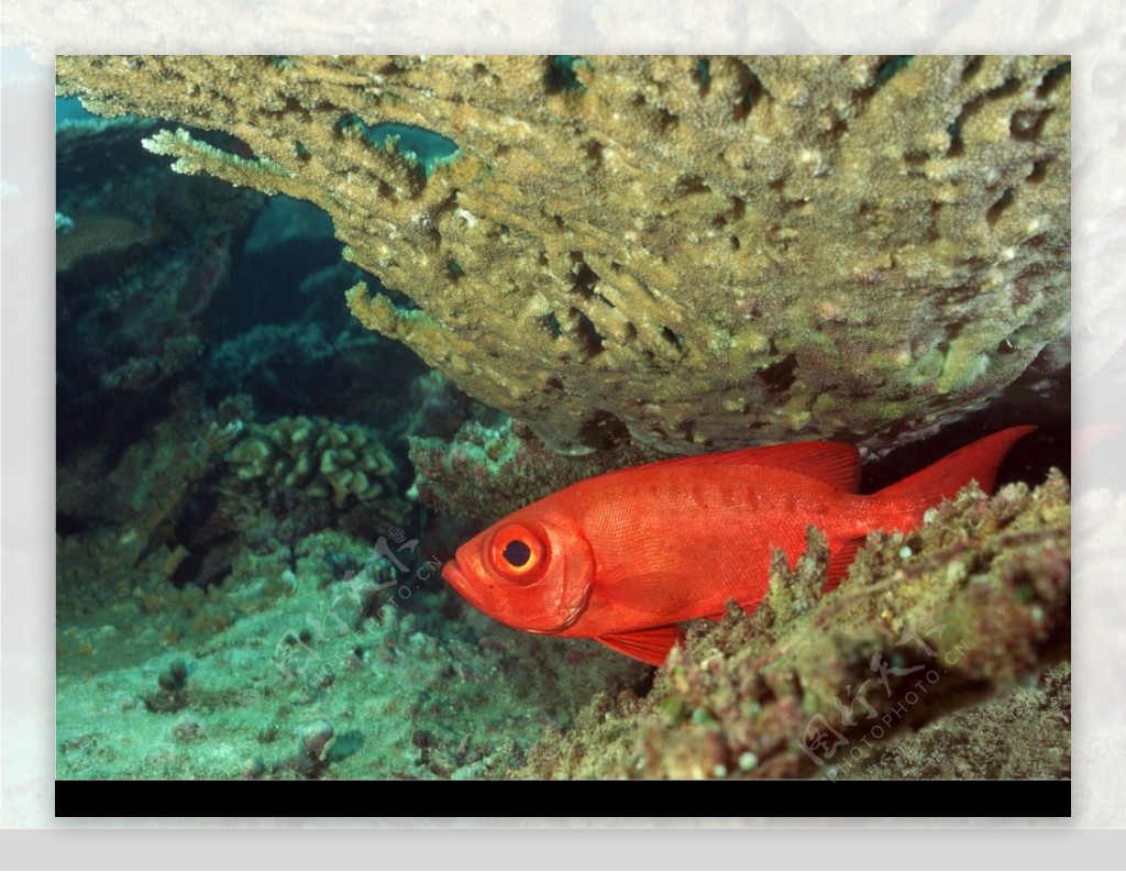 海里热带鱼图片素材-编号14075306-图行天下