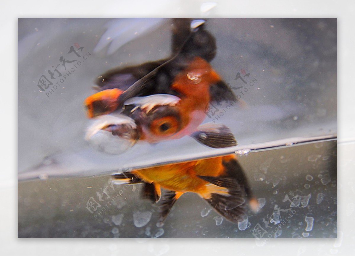 鲤鱼吐泡图片素材-编号07358670-图行天下