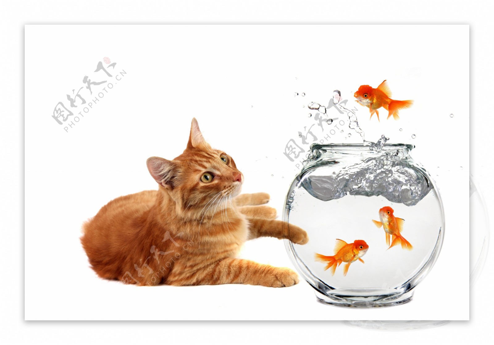 一只小猫蹲坐在鱼缸旁边清澈的浴缸里面有一只金鱼