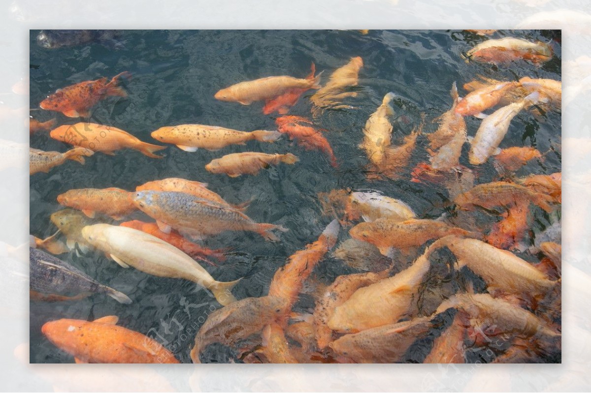 千岛湖鱼图片