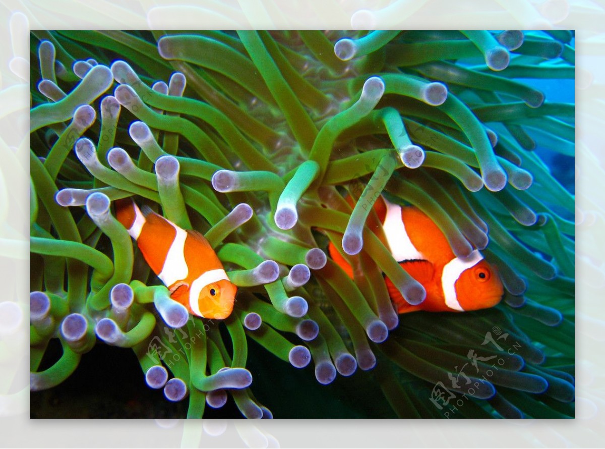 海底世界美丽可爱小丑鱼图片