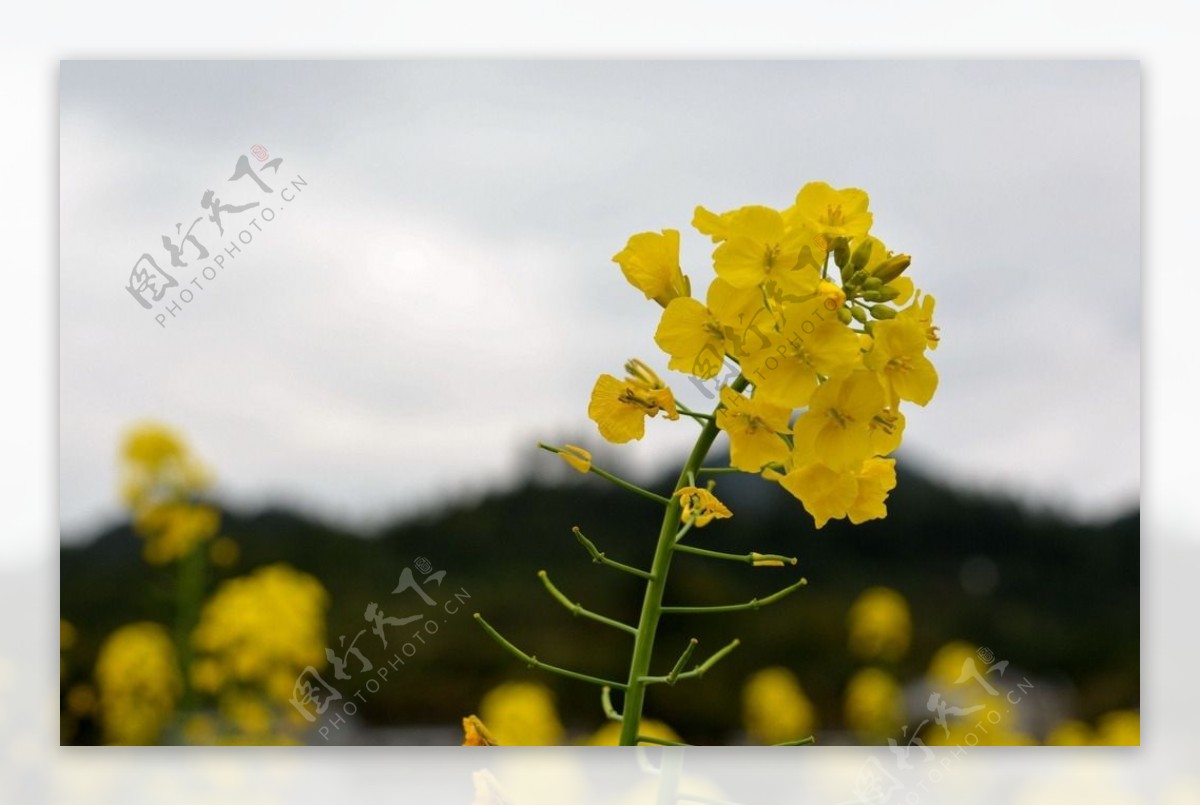 油菜花图片