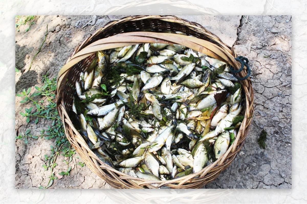 农村大集上几种稀罕野生小鱼，图六是小鱼中的极品，可遇不可求|小鱼|大集|鱼_新浪新闻