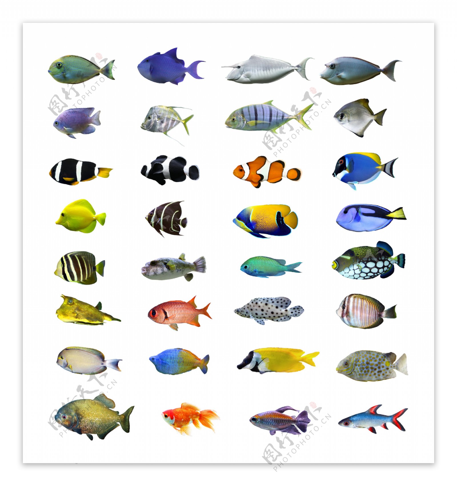 鱼类图集图片