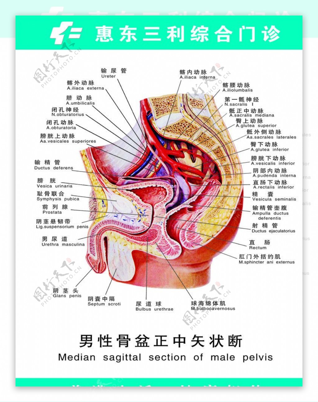 男性骨盆正中矢状断图片