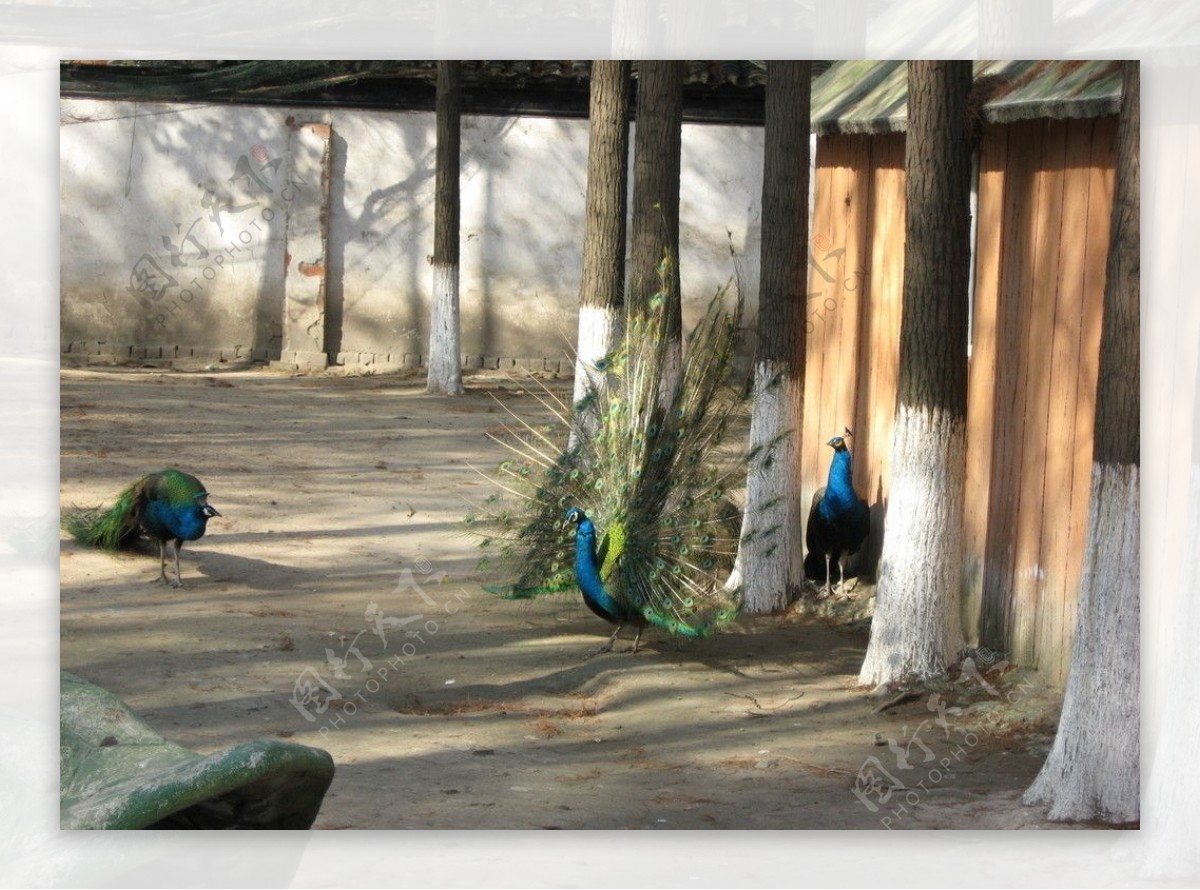 昆山亭林公园之动物园一角图片