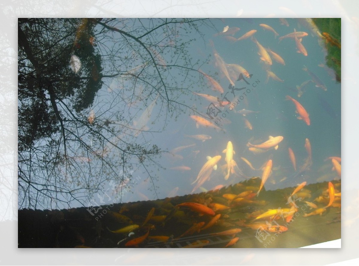 池塘鲤鱼图片
