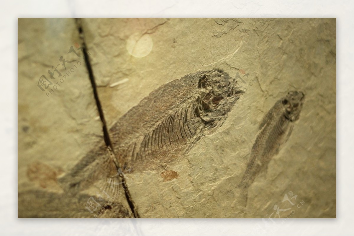 澳大利亚3.8亿年前泥盆纪鱼类化石中发现迄今为止最古老的心脏 - 化石网