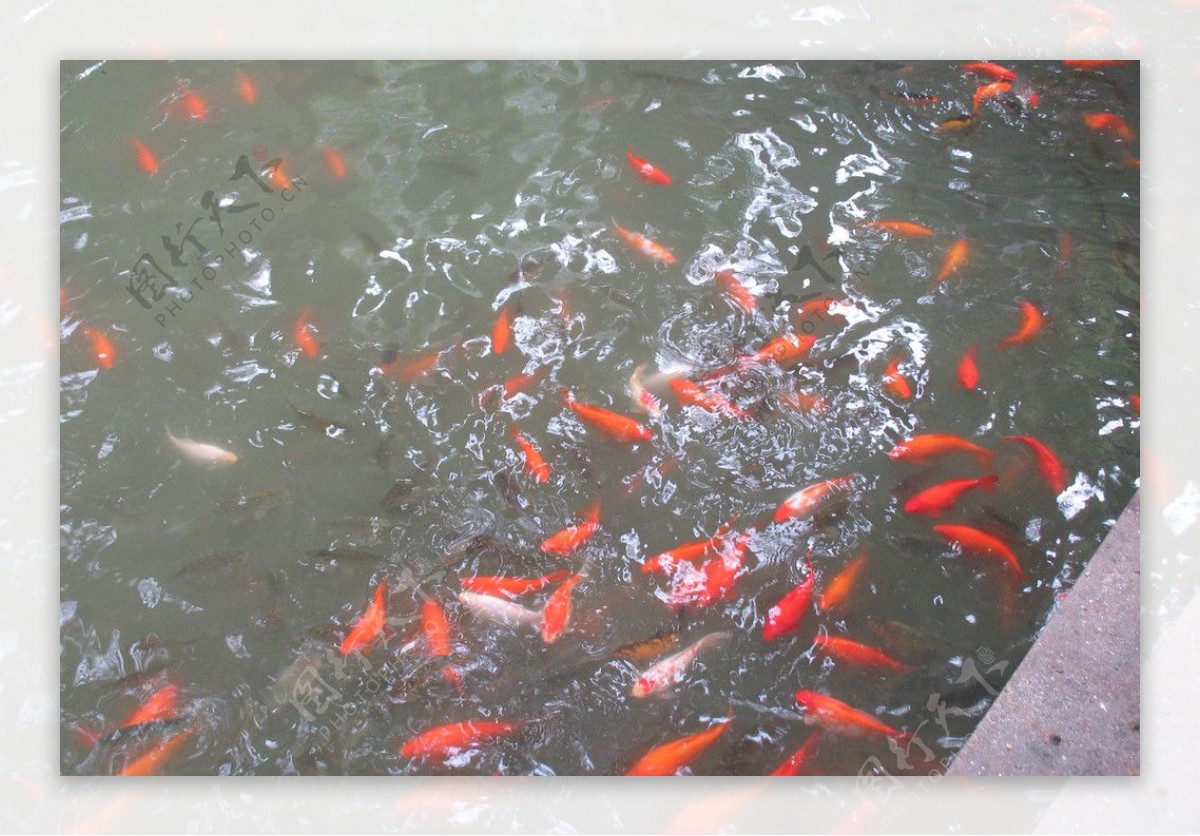 红鲤鱼图片素材-编号14095350-图行天下