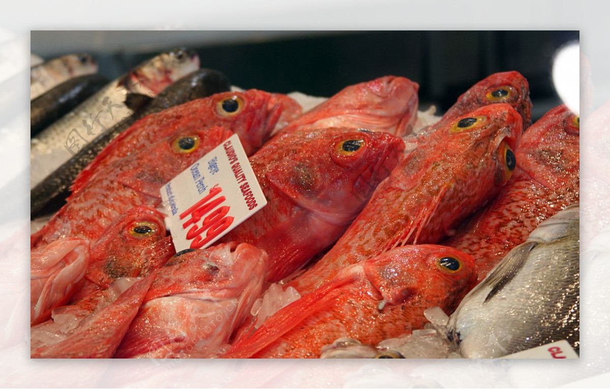 悉尼鱼市场图片