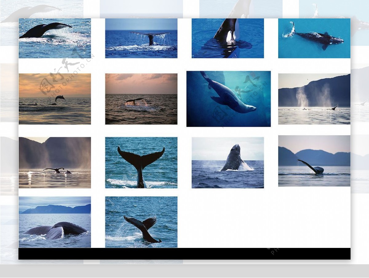 鯨魚鯊魚海豚图片
