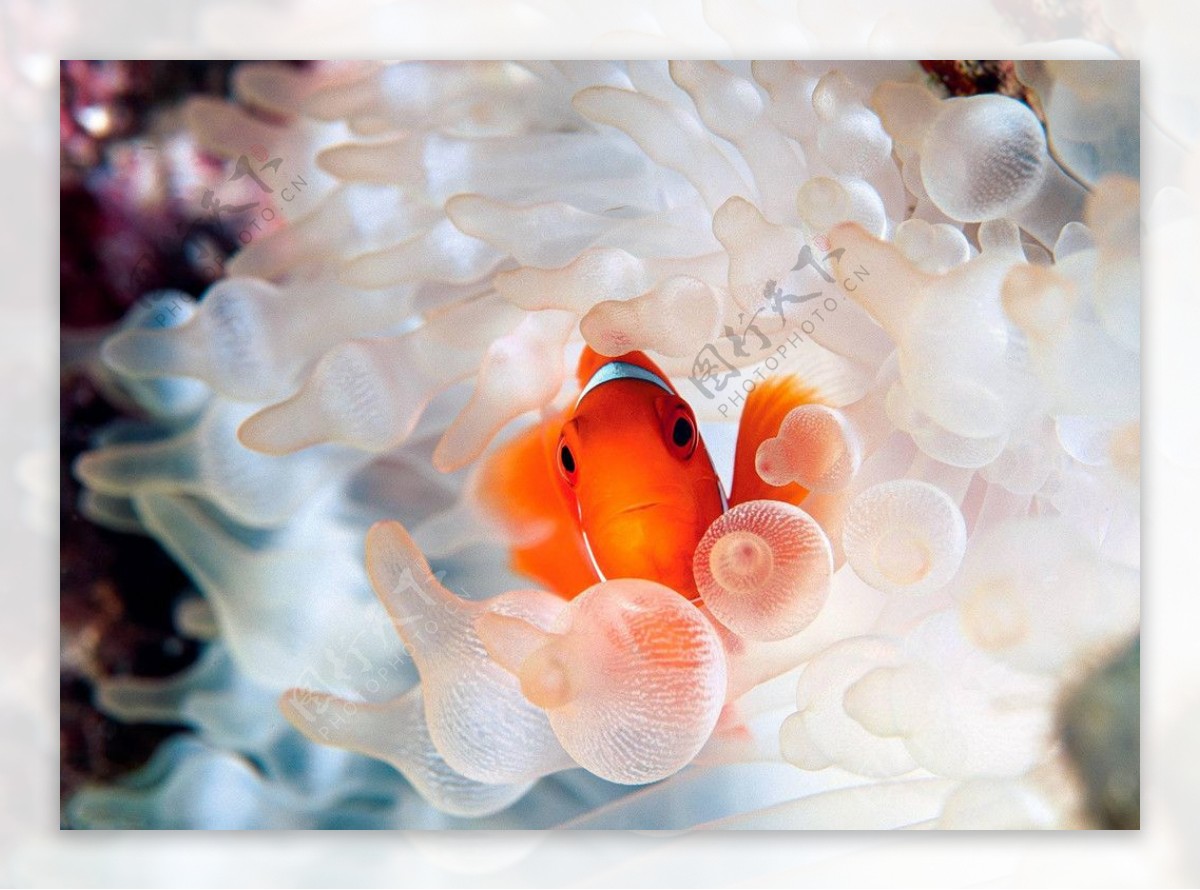金鱼珊瑚图片