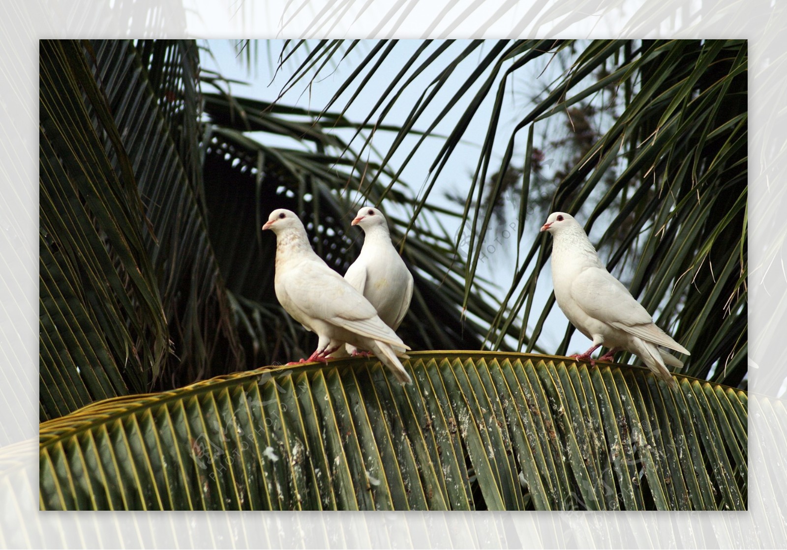 椰林信鸽图片