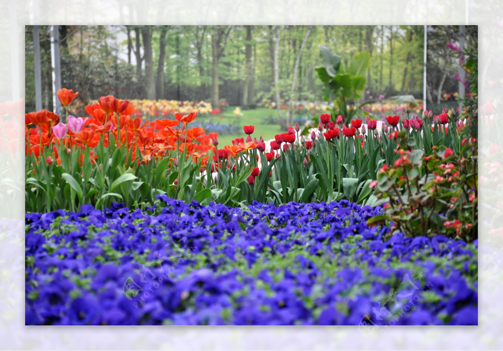 红色郁金香花海图片