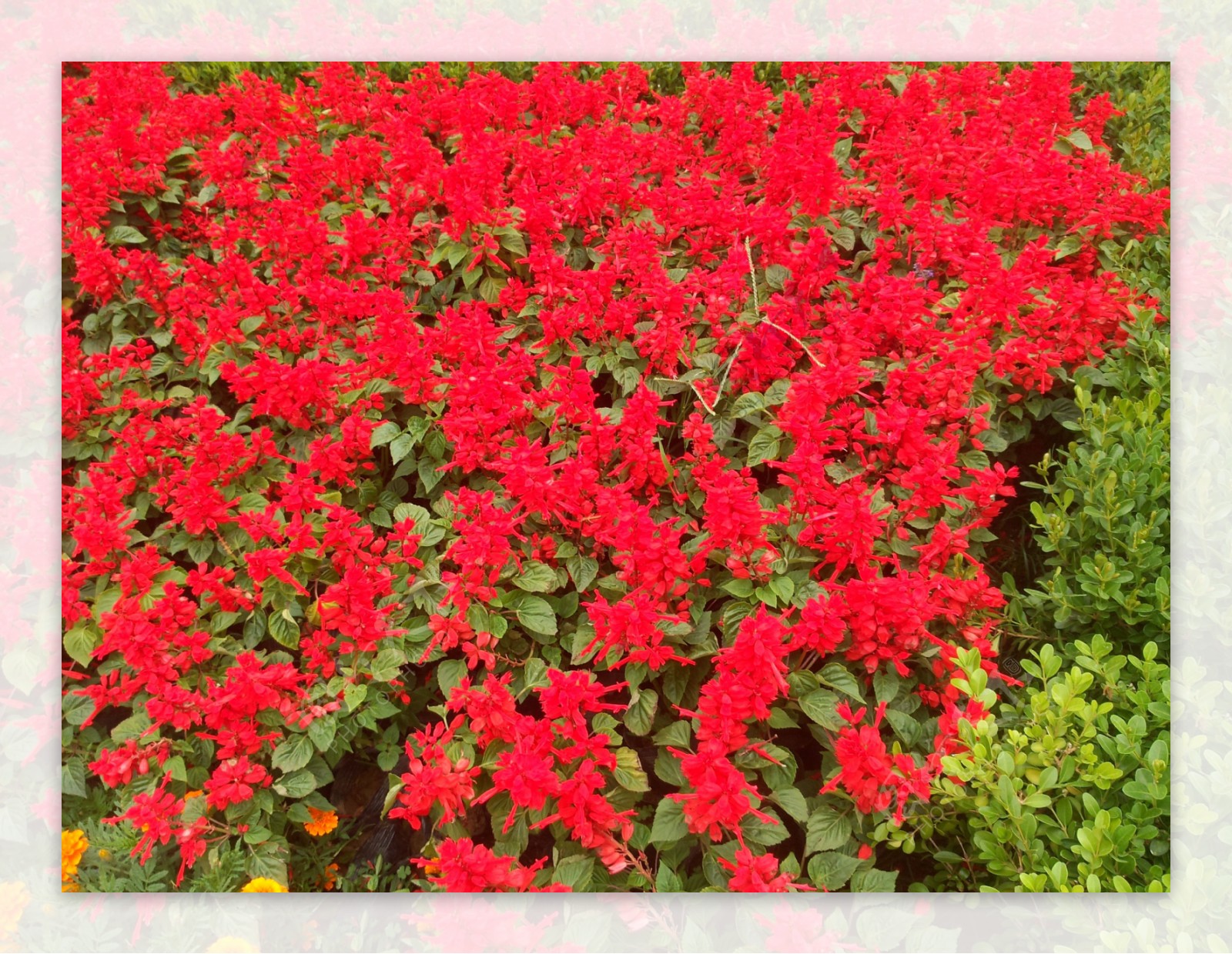 红色鲜花丛图片