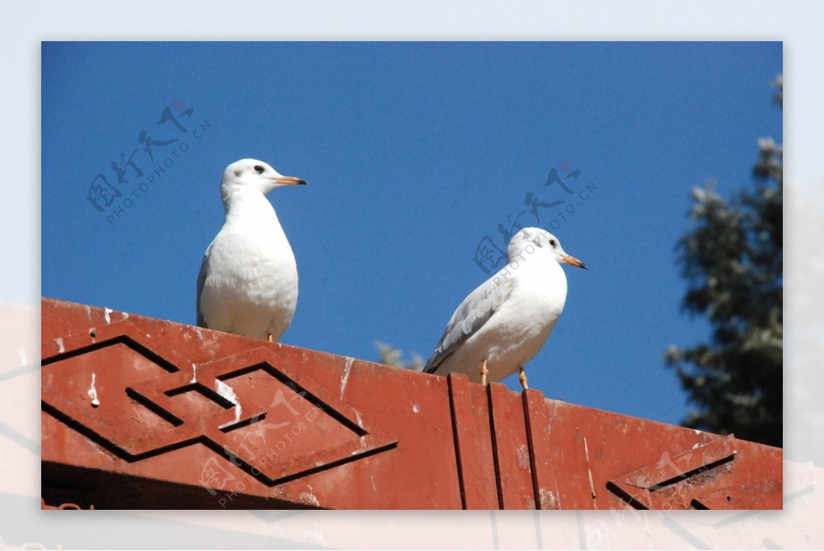 屋顶的海鸥图片
