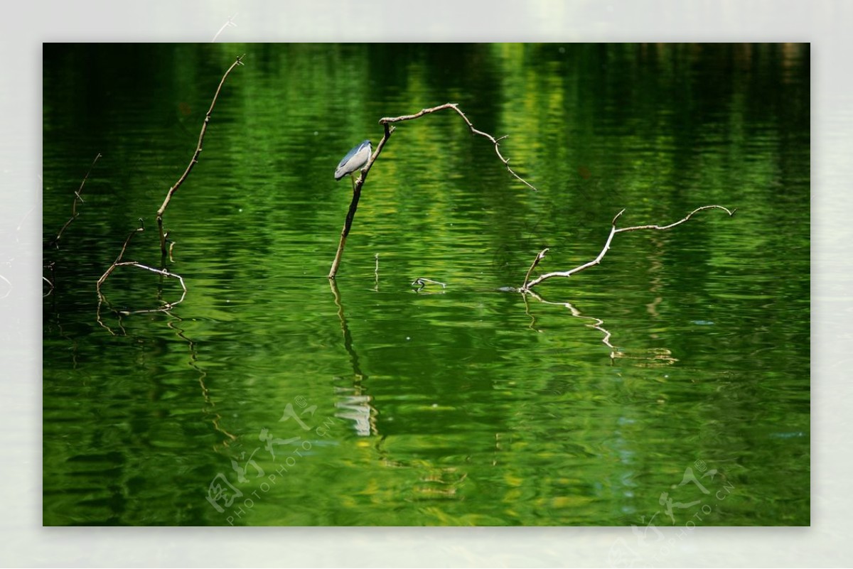 湖面栖息的水鸟图片