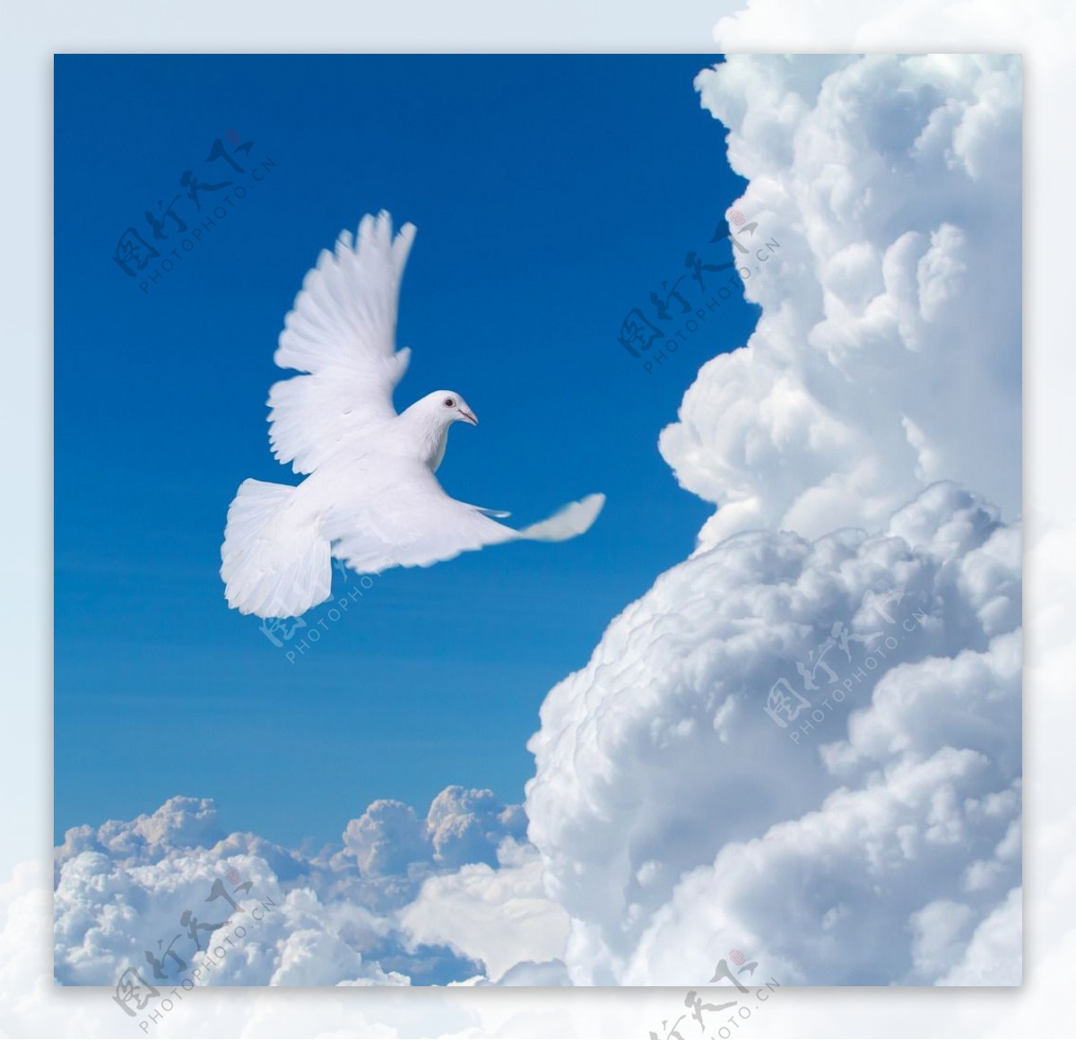 和平鸽 和平 鸽子 - Pixabay上的免费图片 - Pixabay