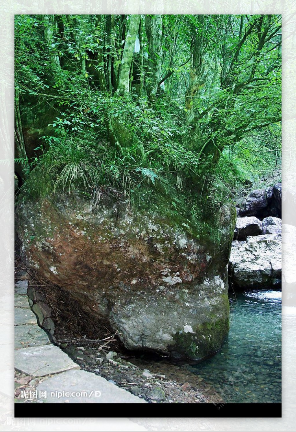 山水树木图片