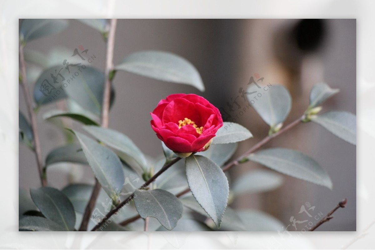 红色茶花图片