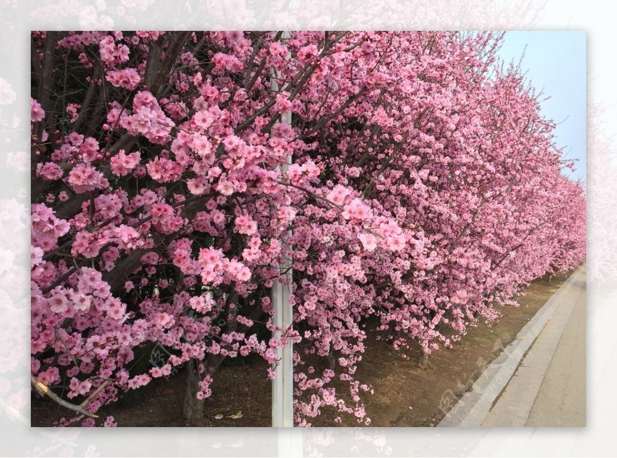 繁花似锦图片