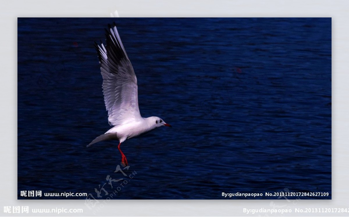 泸沽湖上的红嘴鸥图片