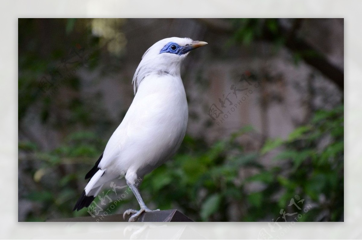 白色珍稀鸟类图片