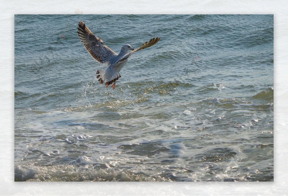 花纹海鸥图片