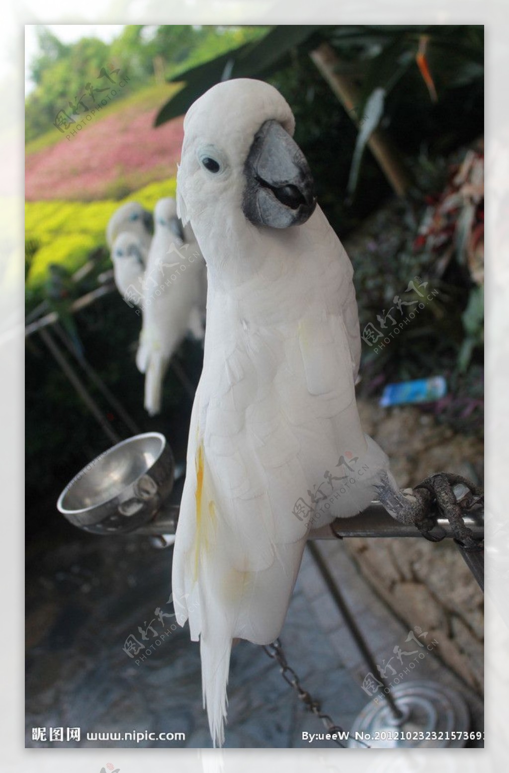 白羽毛的鹦鹉图片