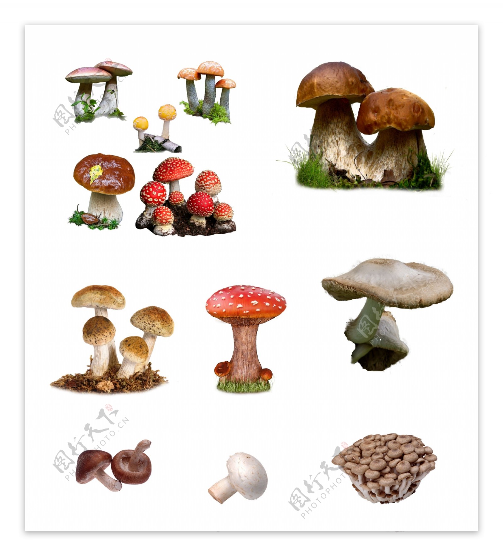 蘑菇分层素材图片