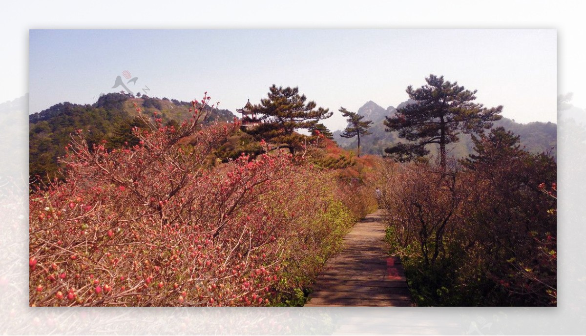 大别山杜鹃节图片