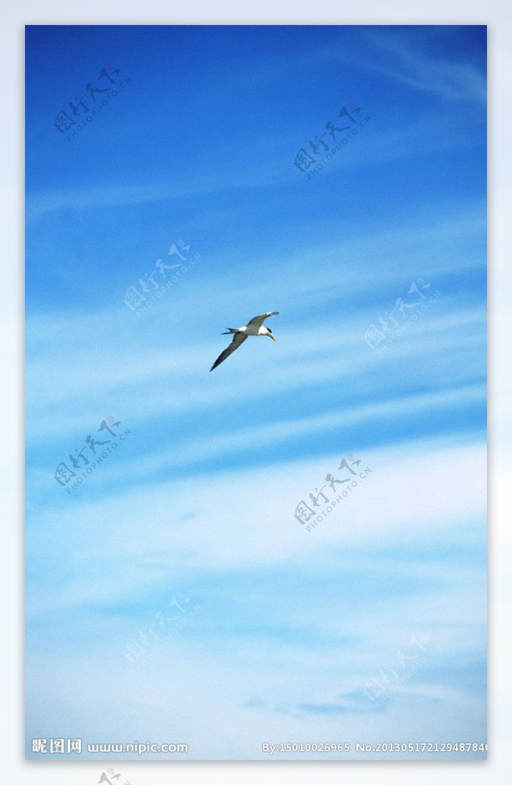 海鸥 鸟 飞 自由 翅膀 天空 4K壁纸壁纸(动物静态壁纸) - 静态壁纸下载 - 元气壁纸