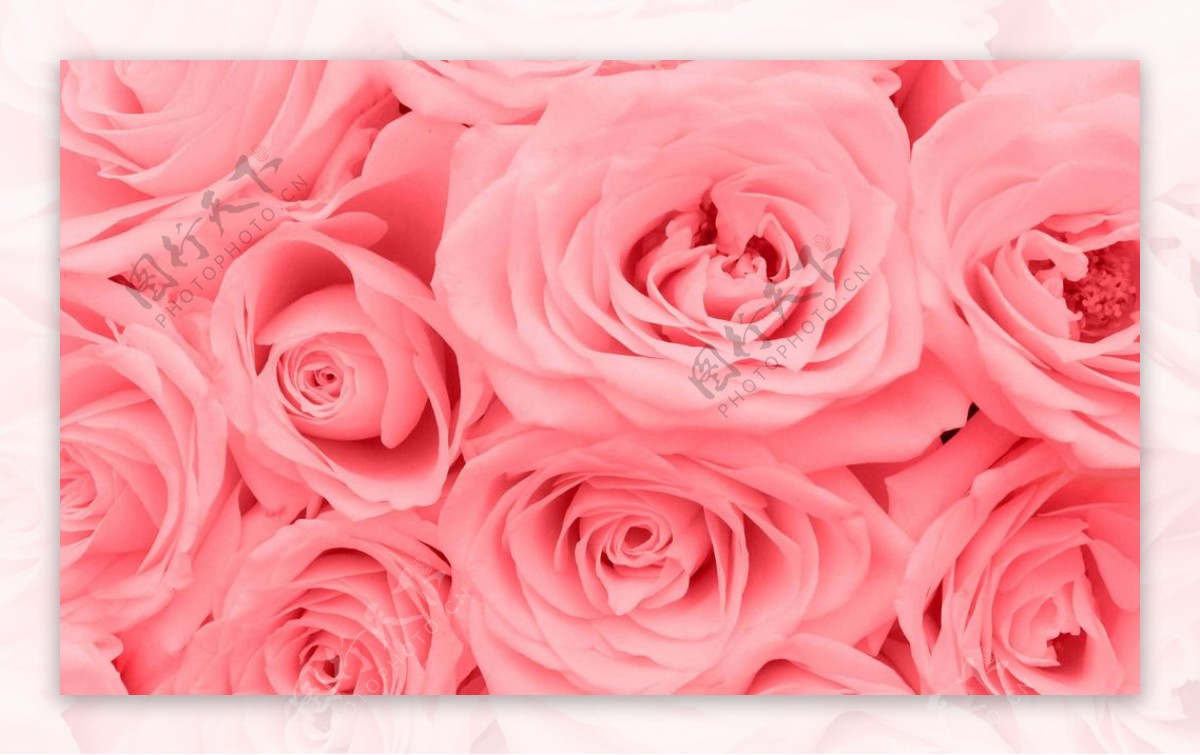 唯美玫瑰花团图片