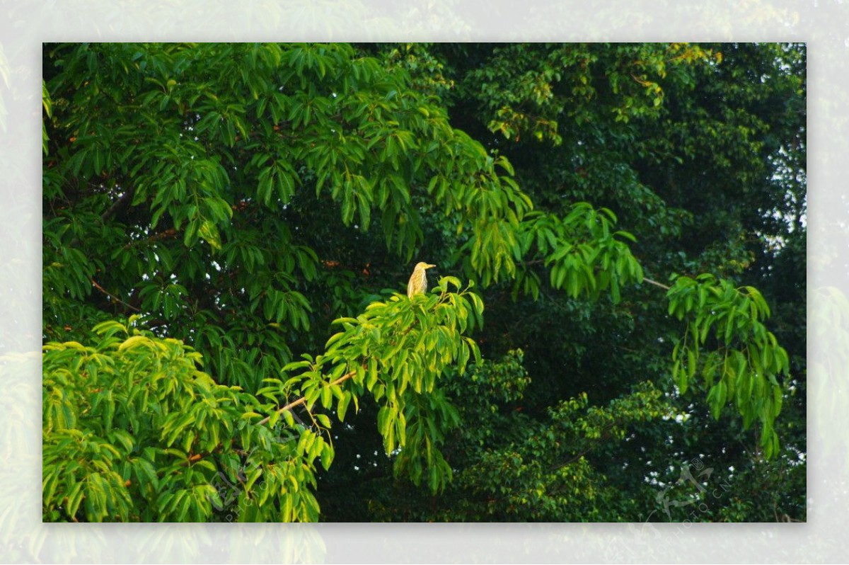 龙岗龙园生态鸟图图片