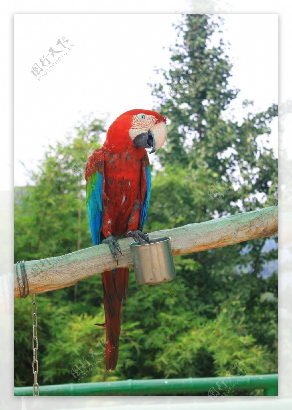 红色鹦鹉巴西鹦鹉图片